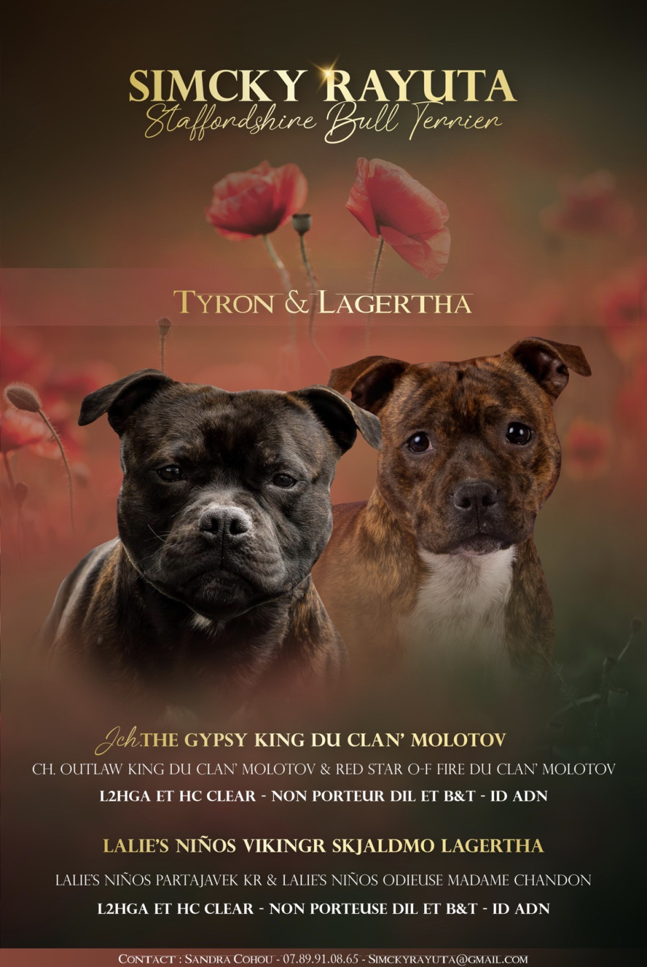 Chiot Staffordshire Bull Terrier De Simcky Rayuta