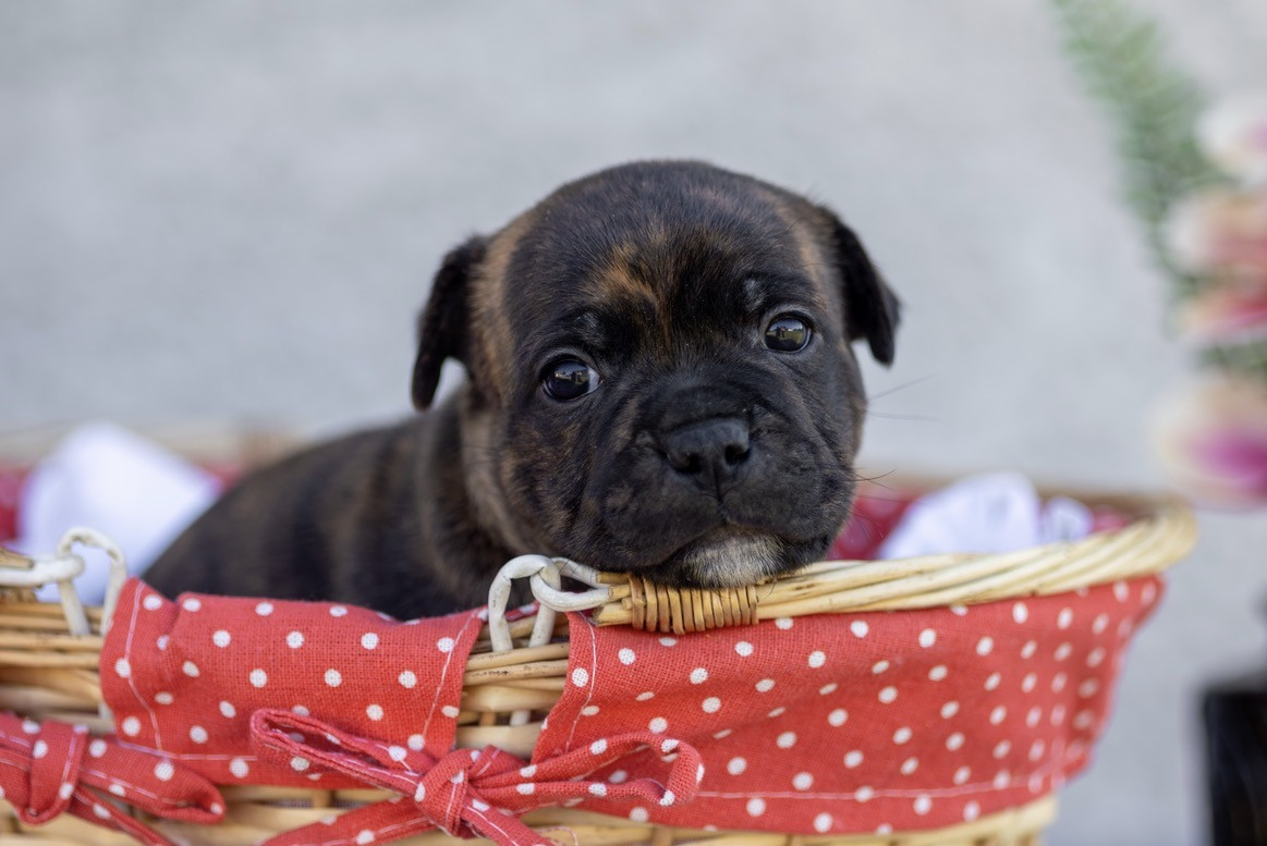 De Simcky Rayuta - Chiots disponibles - Staffordshire Bull Terrier
