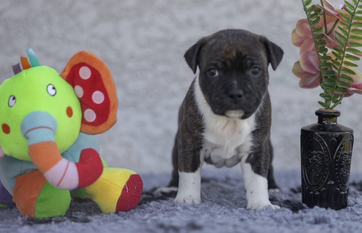 De Simcky Rayuta - Chiots disponibles - Staffordshire Bull Terrier