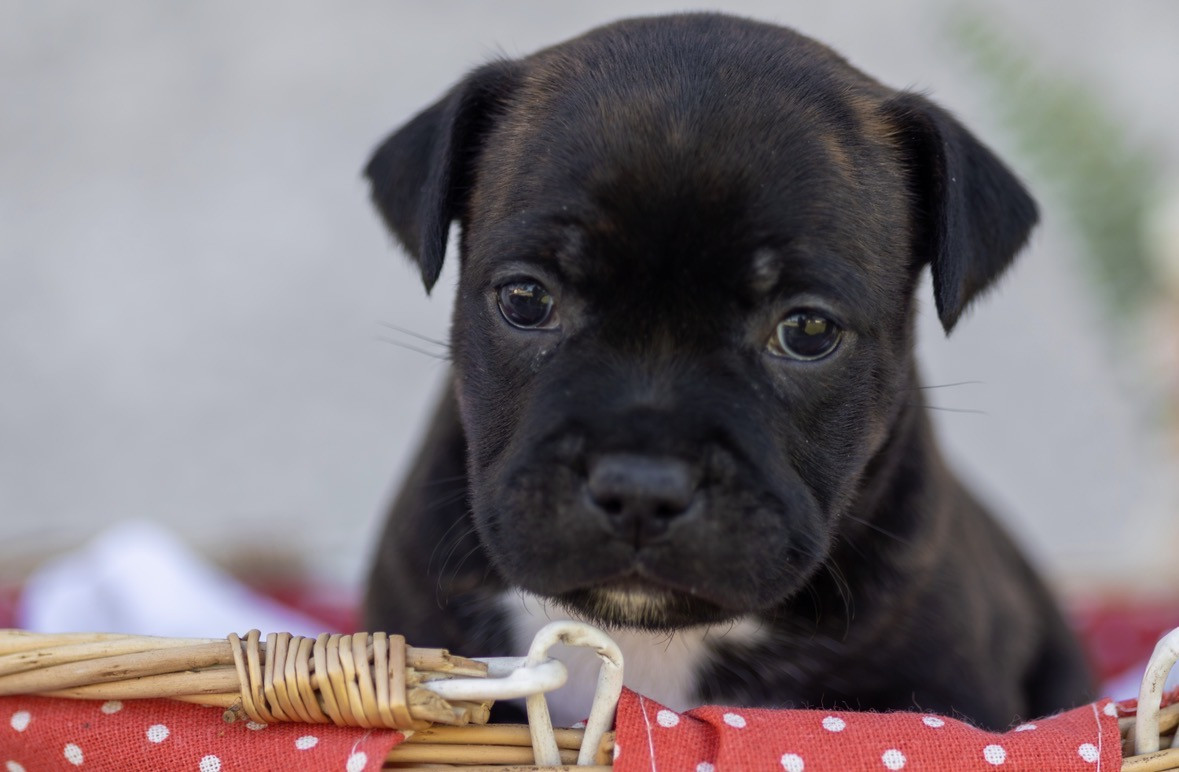 De Simcky Rayuta - Chiots disponibles - Staffordshire Bull Terrier
